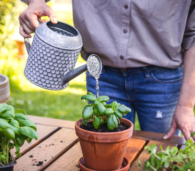 A man watering plants.